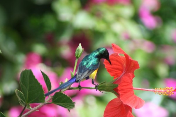 Nile Valley Sunbird