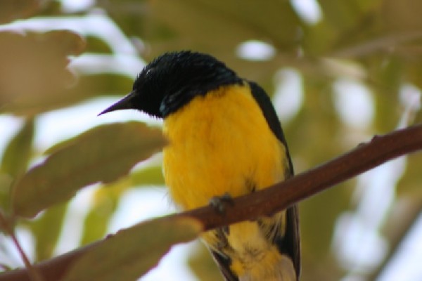 Nile Valley Sunbird