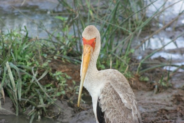 Yellow-billed Stork