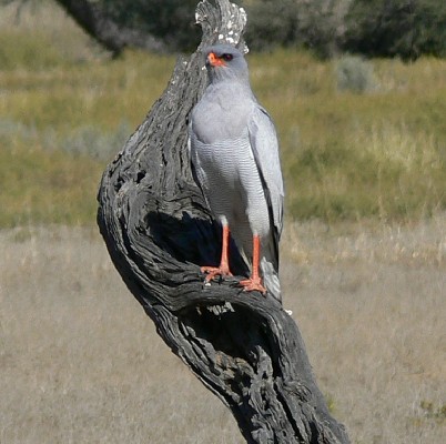 Pale Chanting Goshawk