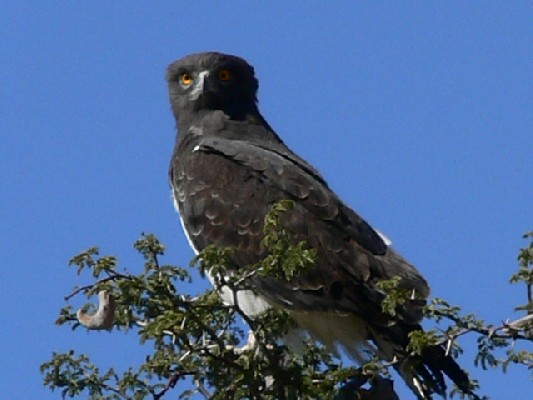Black-chested Snake Eagle