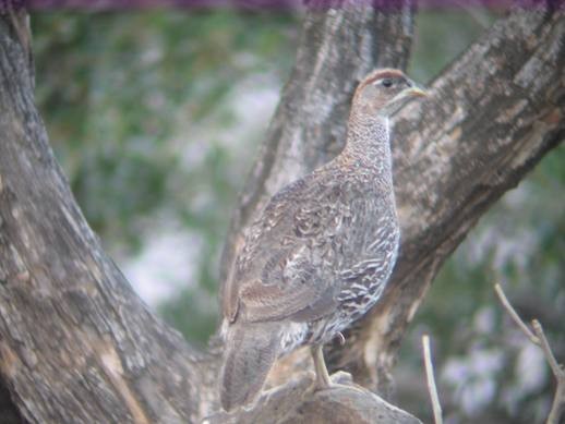 Djibouti Francolin