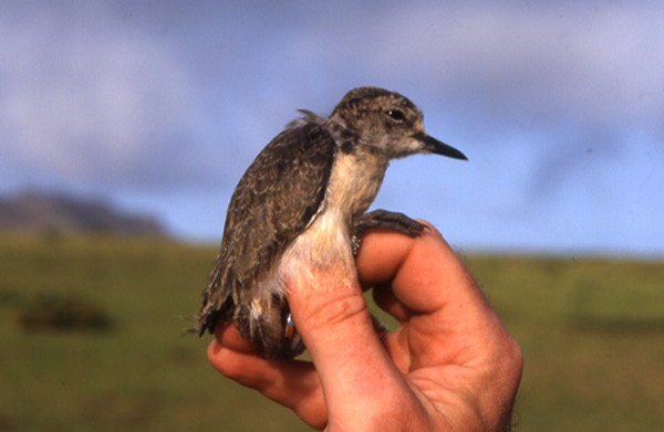 St Helena Plover
