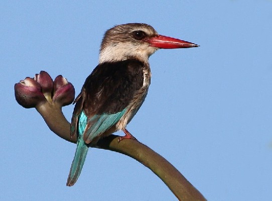 Brown-hooded Kingfisher