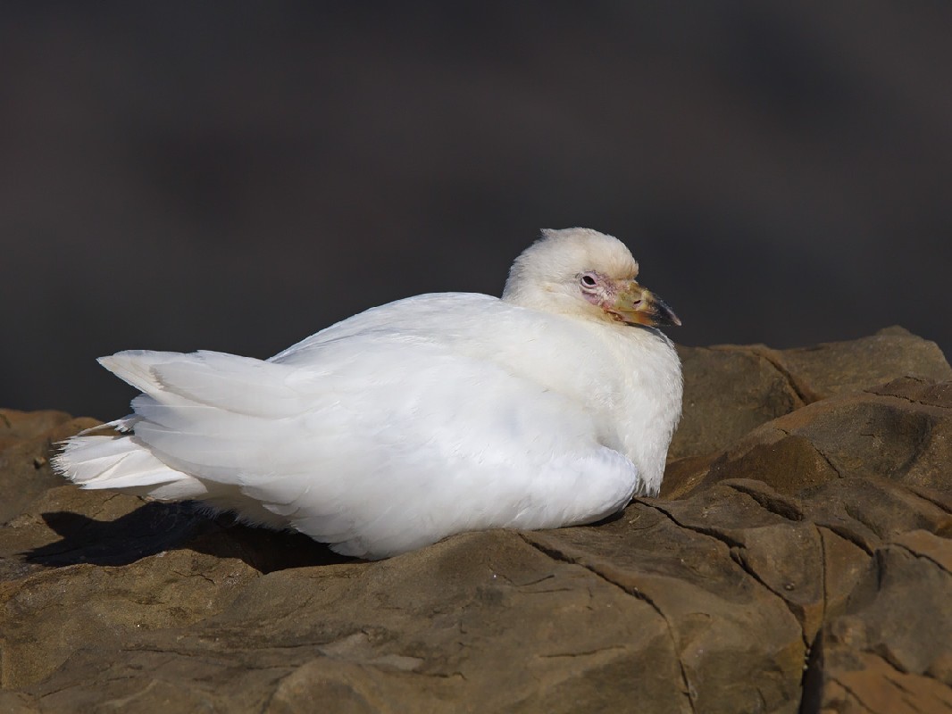 Snowy Sheathbill at Mazeppa Bay, South Africa