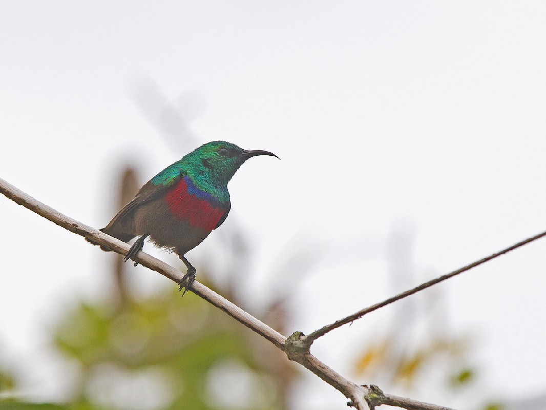 Male Neergard's Sunbird