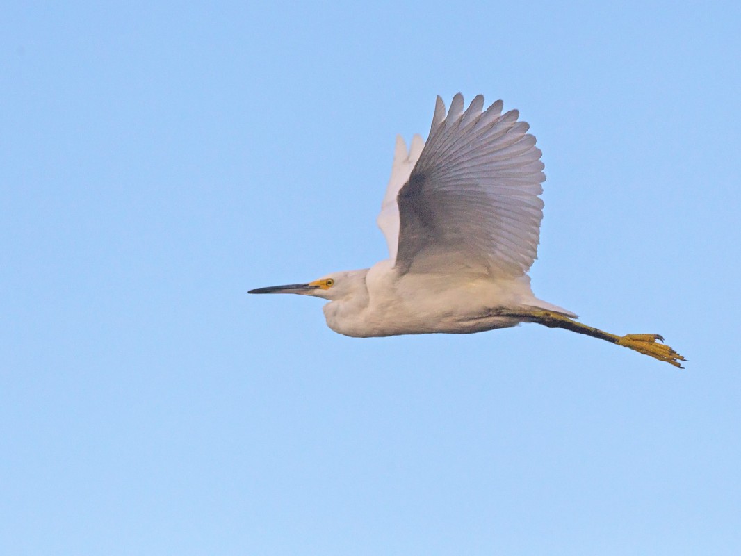 Snowy Egret