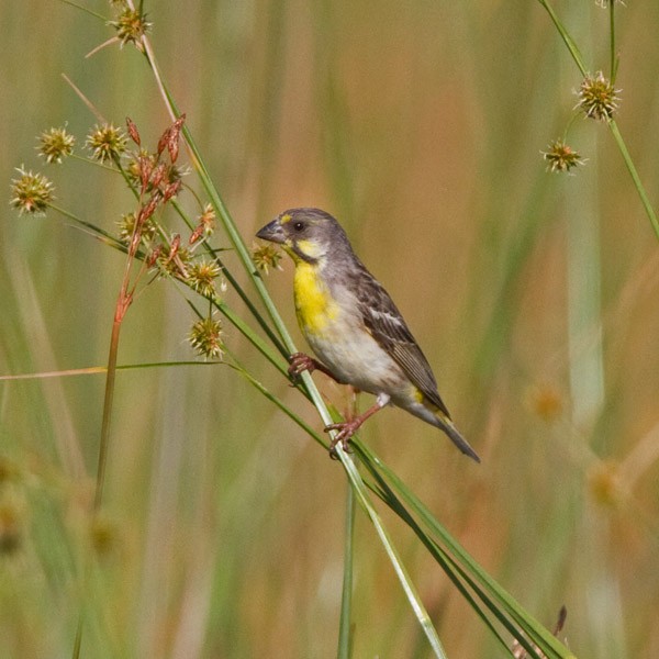 Lemon-breasted Canary