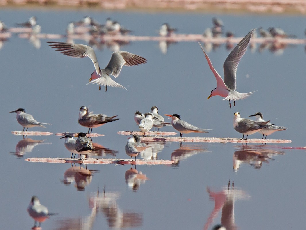 Elegant Tern