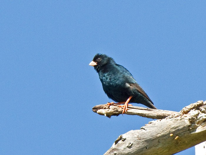Zambezi Indigobird