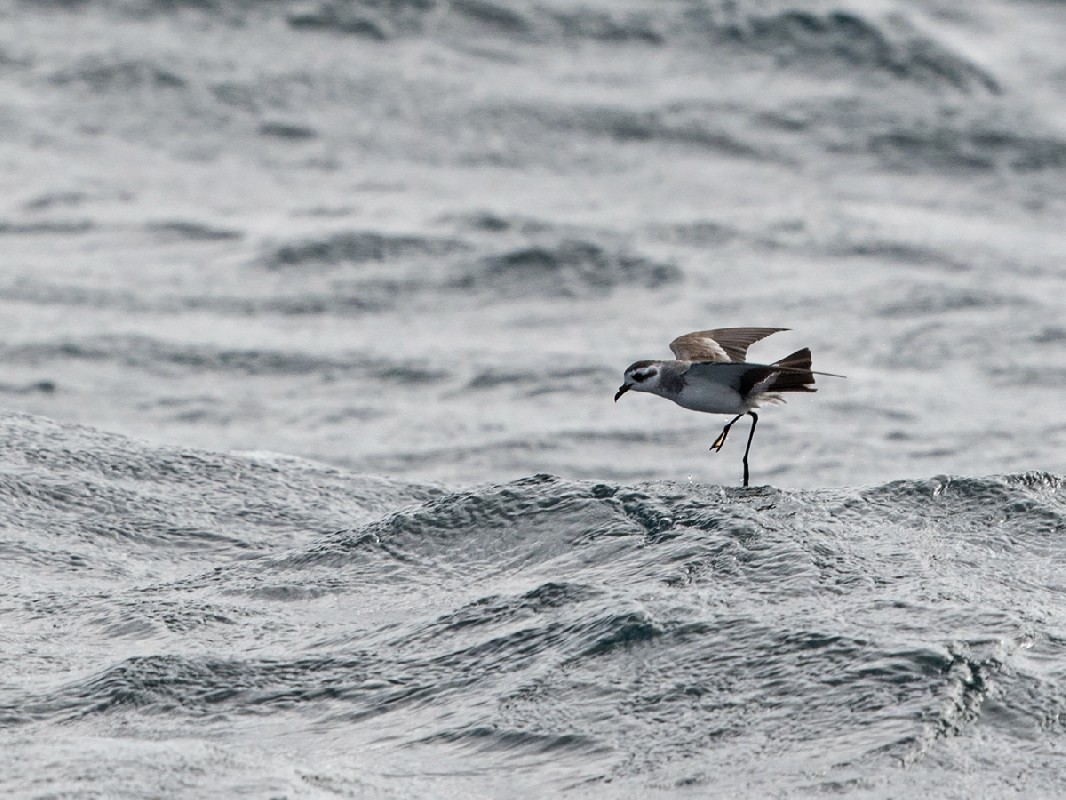 One of two of these Storm Petrels seen on this trip