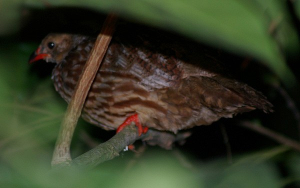 Grey-striped Francolin