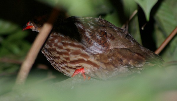 Grey-striped Francolin