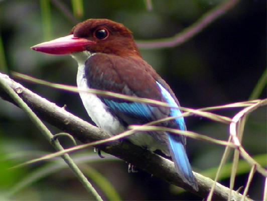 Chocolate-backed Kingfisher