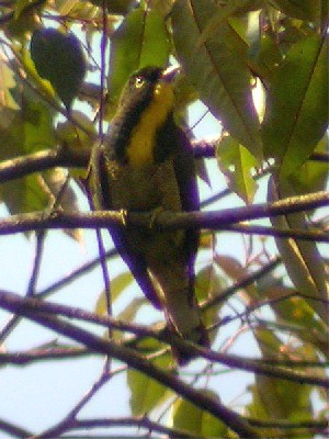 Yellow-throated Cuckoo