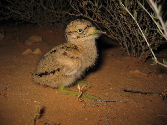 Stone-curlew