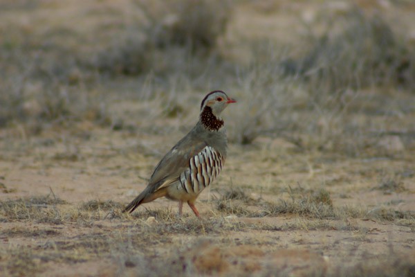 Barbary Partridge