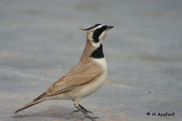 Temminck's Horned Lark