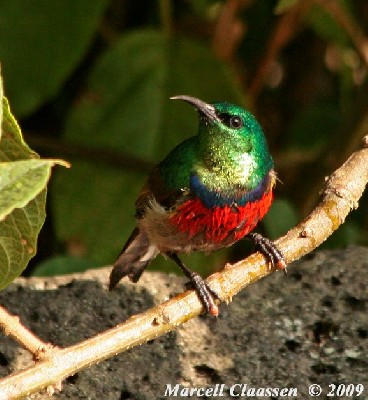 Ruwenzori Double-collared Sunbird