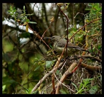 Ruwenzori Double-collared Sunbird