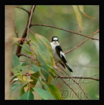 Collared Flycatcher - side view
