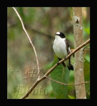 Collared Flycatcher - front view