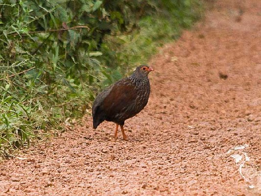 Handsome Francolin