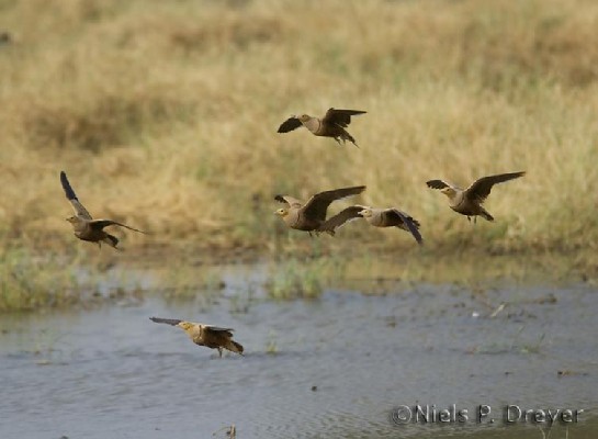 Chesnut-bellied Sandgrouse