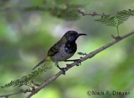 Reichenbach's Sunbird