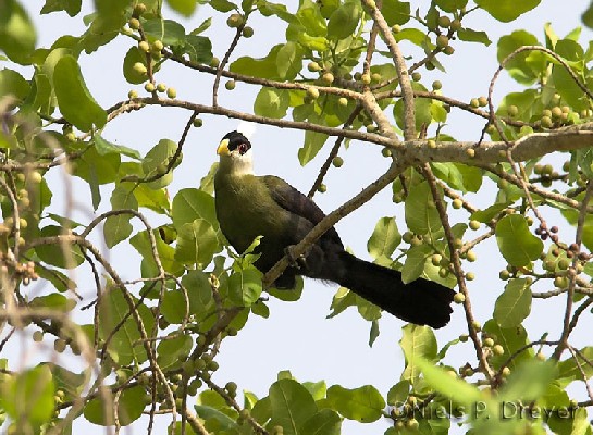 White-crested Turaco