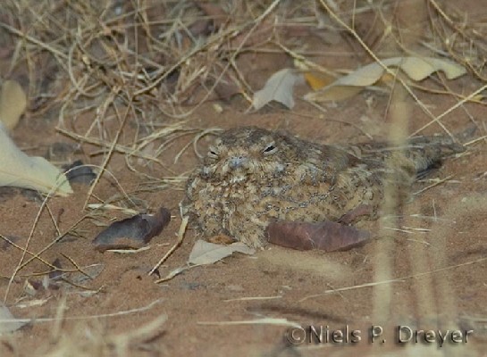 Golden Nightjar