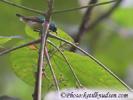 Grey-chinned Sunbird