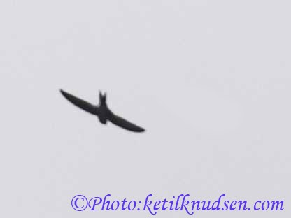 Common Swift