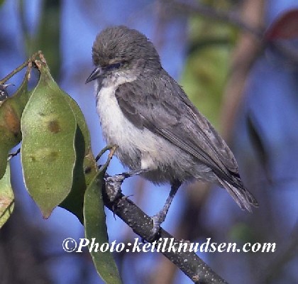 Mouse-Coloured Penduline Tit