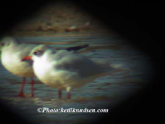 Mediterranean Gull