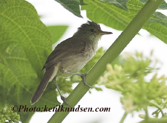 Greater Swamp-Warbler