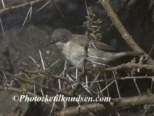Lesser Whitethroat