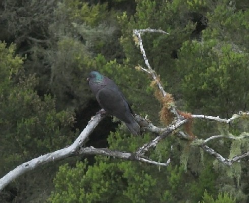 Laurel Pigeon Columba junoniae