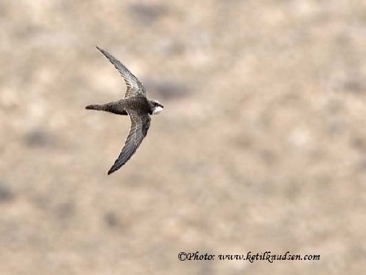 Pallid Swift