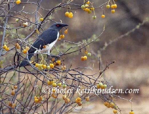 Magpie Starling