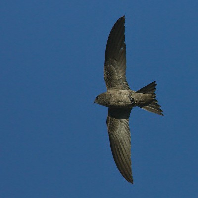 Bradfield's Swift