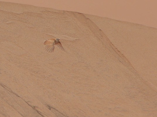 Dune Lark