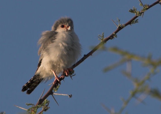 Pygmy Falcon