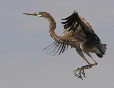 Purple Heron