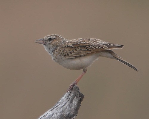 Fawn-coloured Lark