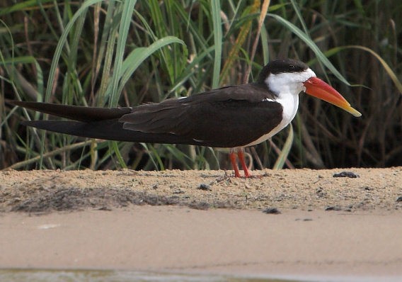 African Skimmer