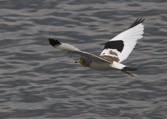 White-headed Lapwing