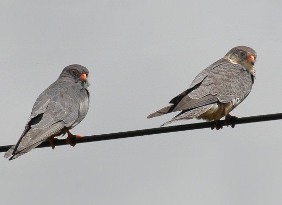 Amur Falcon