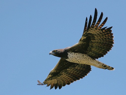 Martial Eagle