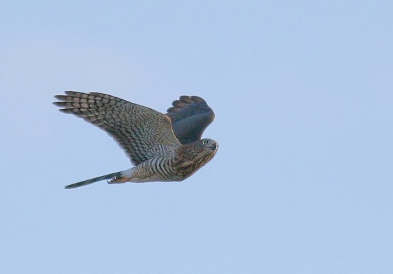 Gabar Goshawk